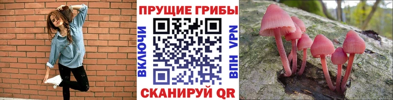 цены OMG tor Галлюциногенные грибы прущие грибы Шуя